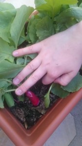 les radis plantés par chloe 2