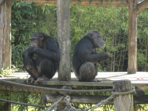 Câline et ? Les Bonobos