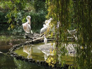 Les celèbres Pelicans fugueurs