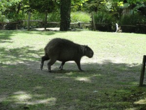 Capybara