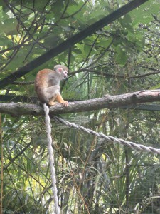 La mascotte du Zoo de la Flèche : GLUE